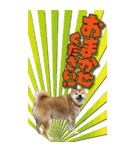 柴犬さくらちゃん001（個別スタンプ：2）