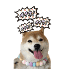 柴犬さくらちゃん001（個別スタンプ：3）