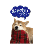 柴犬さくらちゃん001（個別スタンプ：5）