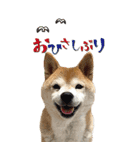 柴犬さくらちゃん001（個別スタンプ：6）