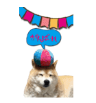 柴犬さくらちゃん001（個別スタンプ：7）
