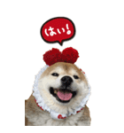 柴犬さくらちゃん001（個別スタンプ：8）