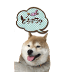 柴犬さくらちゃん001（個別スタンプ：9）