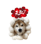 柴犬さくらちゃん001（個別スタンプ：10）