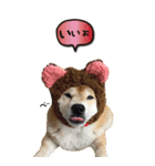 柴犬さくらちゃん001（個別スタンプ：11）