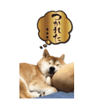 柴犬さくらちゃん001（個別スタンプ：12）