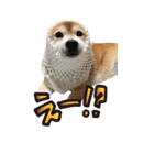 柴犬さくらちゃん001（個別スタンプ：13）