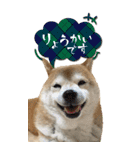 柴犬さくらちゃん001（個別スタンプ：14）