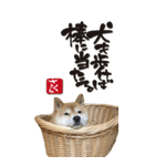 柴犬さくらちゃん001（個別スタンプ：17）