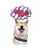 柴犬さくらちゃん001（個別スタンプ：18）