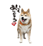 柴犬さくらちゃん001（個別スタンプ：19）
