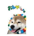 柴犬さくらちゃん001（個別スタンプ：20）