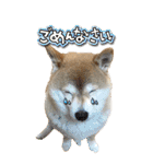 柴犬さくらちゃん001（個別スタンプ：21）