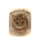 猫の社長スタンプ（個別スタンプ：2）