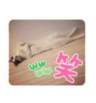 れおさんスタンプ3（個別スタンプ：12）