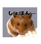 おかもんどフレンズ（個別スタンプ：4）