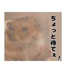 おかもんどフレンズ（個別スタンプ：5）
