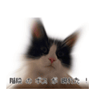 おかもんどフレンズ（個別スタンプ：11）