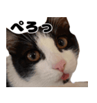 おかもんどフレンズ（個別スタンプ：12）