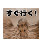 おかもんどフレンズ（個別スタンプ：19）