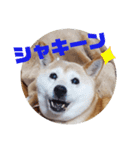 みんなと一緒 7（個別スタンプ：15）