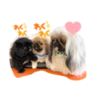 ペキニーズ❤︎Love（個別スタンプ：1）