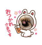 ペキニーズ❤︎Love（個別スタンプ：6）
