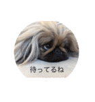 ペキニーズ❤︎Love（個別スタンプ：23）