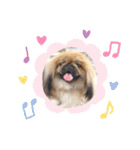 ペキニーズ❤︎Love（個別スタンプ：31）