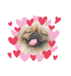 ペキニーズ❤︎Love（個別スタンプ：32）