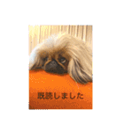 ペキニーズ❤︎Love（個別スタンプ：39）