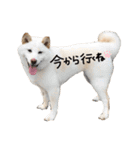 大きくなりすぎた豆柴のおもち。②（個別スタンプ：4）
