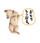 大きくなりすぎた豆柴のおもち。②（個別スタンプ：10）