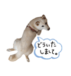 大きくなりすぎた豆柴のおもち。②（個別スタンプ：11）