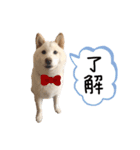 大きくなりすぎた豆柴のおもち。②（個別スタンプ：14）