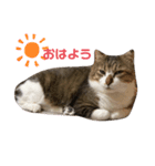 〜ねこねこ日和〜（個別スタンプ：2）
