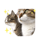 〜ねこねこ日和〜（個別スタンプ：5）