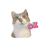 〜ねこねこ日和〜（個別スタンプ：6）