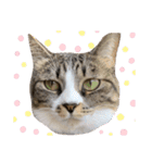 〜ねこねこ日和〜（個別スタンプ：7）