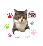〜ねこねこ日和〜（個別スタンプ：10）
