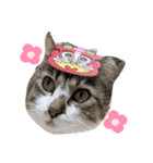 〜ねこねこ日和〜（個別スタンプ：12）