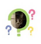 〜ねこねこ日和〜（個別スタンプ：13）