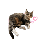 〜ねこねこ日和〜（個別スタンプ：16）