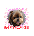 ヨーキーロビンの毎日スタンプ2（個別スタンプ：3）