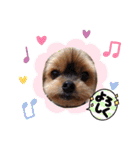 ヨーキーロビンの毎日スタンプ2（個別スタンプ：18）
