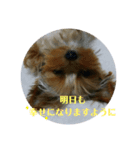 ヨーキー ラフラの夜（個別スタンプ：4）