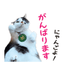 たま駅長と仲間たちスタンプ 第2弾（個別スタンプ：4）