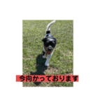 愛犬てりのスタンプ3（個別スタンプ：4）