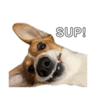犬のこなつスタンプ3（個別スタンプ：1）