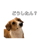 犬のこなつスタンプ3（個別スタンプ：3）